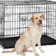 36 inch dog crate