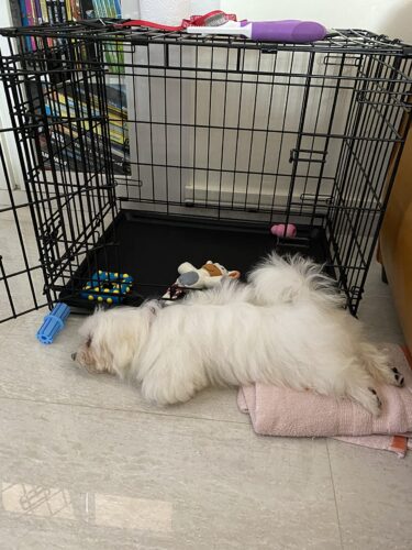 30.75" Dog Crate – Ideal for Medium to Large Dogs photo review