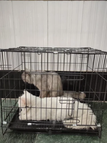 24" Dog Crate – Ideal for Small Breeds & Puppies photo review