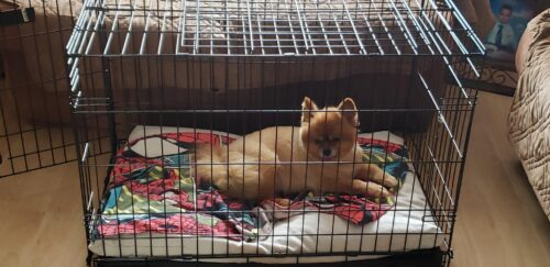 24" Dog Crate – Ideal for Small Breeds & Puppies photo review