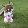 Easy treat 2
