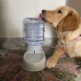 Pet Lodge Water Tower | Automatic Water Dispenser Dogs Cats photo review