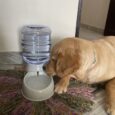 Pet Lodge Water Tower | Automatic Water Dispenser Dogs Cats photo review
