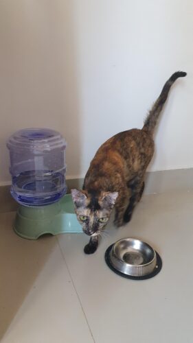 Pet Lodge Water Tower | Automatic Water Dispenser Dogs Cats photo review
