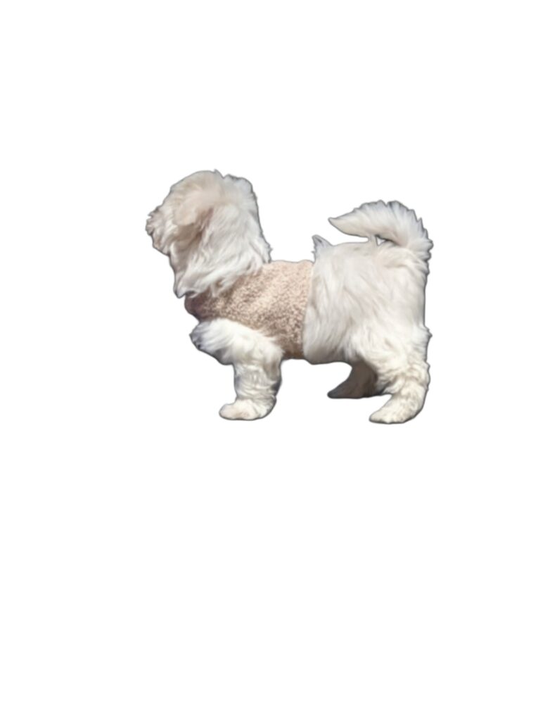 {"remix_data":[],"remix_entry_point":"challenges","source_tags":["local"],"origin":"unknown","total_draw_time":0,"total_draw_actions":0,"layers_used":0,"brushes_used":0,"photos_added":0,"total_editor_actions":{},"tools_used":{"remove_bg":2},"is_sticker":false,"edited_since_last_sticker_save":true,"containsFTESticker":false}