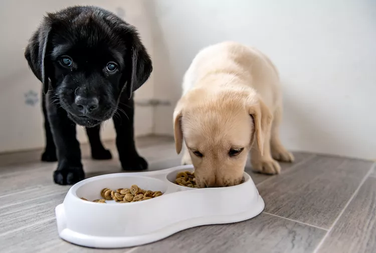 how to Choose the Best Puppy Food