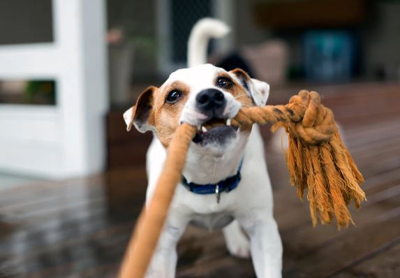 how to keep your dog entertained while at work