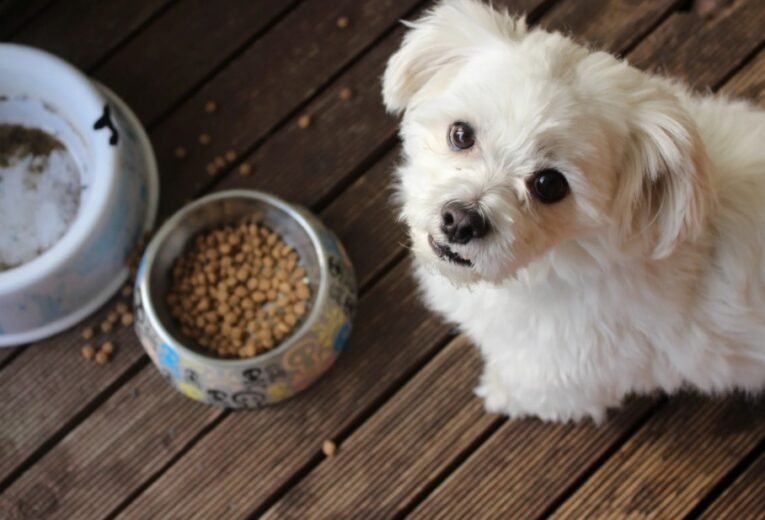 mistakes to avoid buying pet food online
