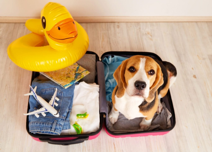 travel puppy checklist