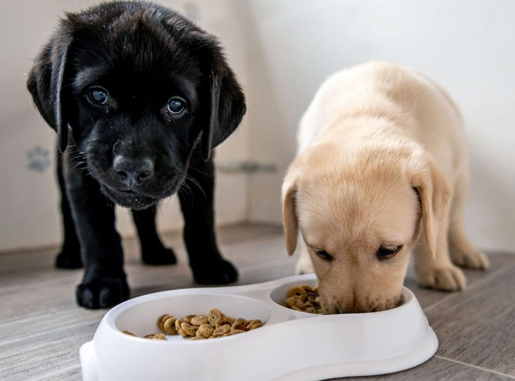 vet recommended puppy foods