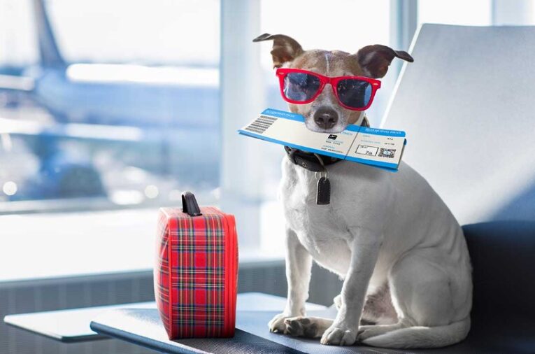Essential Travel Products for Dogs