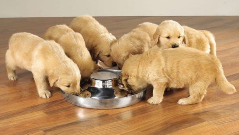 Vet-Recommended Puppy Foods