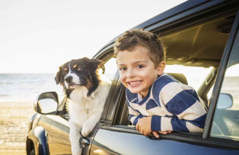 Dog Travel Accessories