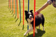 Training & Behavior