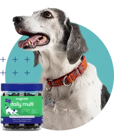 Daily Multivitamins