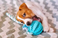 Puppy Toys