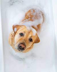 Skin & Coat Health