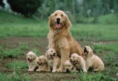 Starter (Mother & Baby)