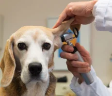 Mite & Ear Care