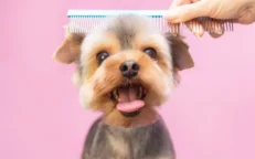 Grooming Tools