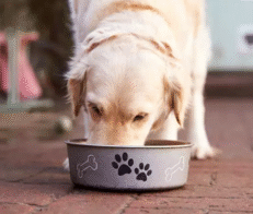 Adult Dog Food