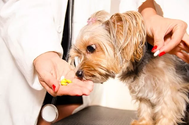 best supllement for dogs