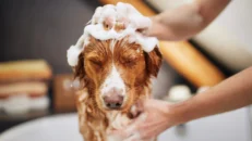 Shampoos & Conditioners