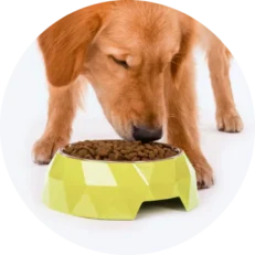 Bowls & Feeders