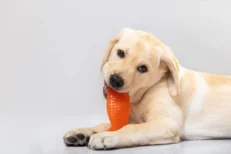Chew Toys