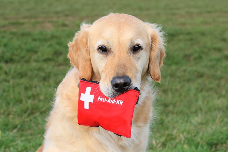 common health problem dogs