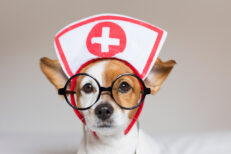 Pet Pharmacy