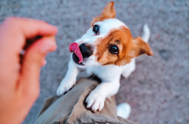 puppy treats