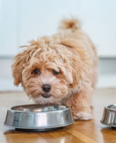 Puppy Food