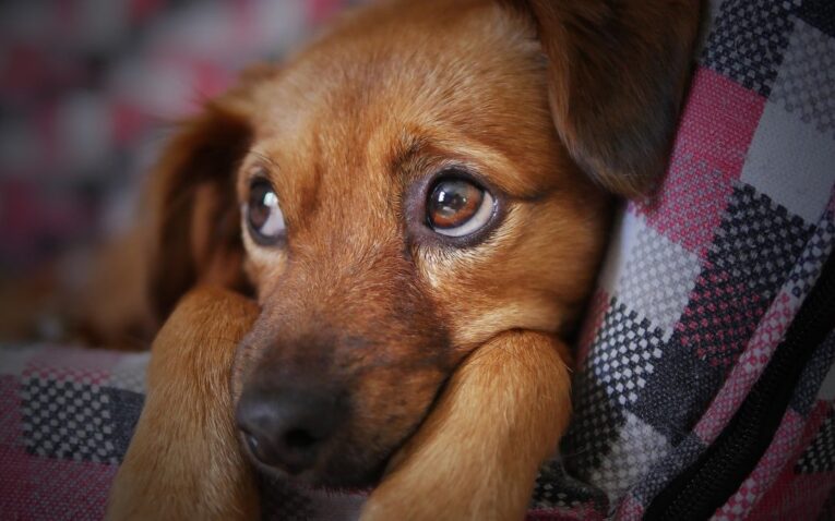 NEW DOG
