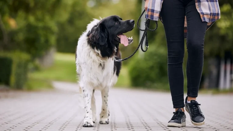 weight loss in dogs