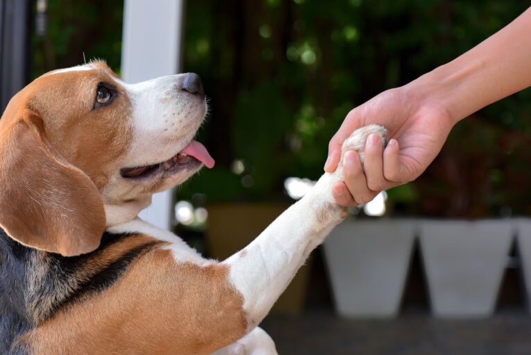 training dog