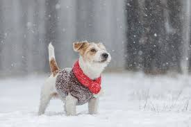 dog indoor training