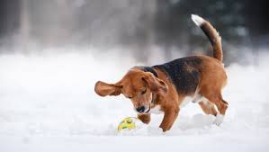 puppy winter care