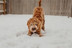 winter potty training