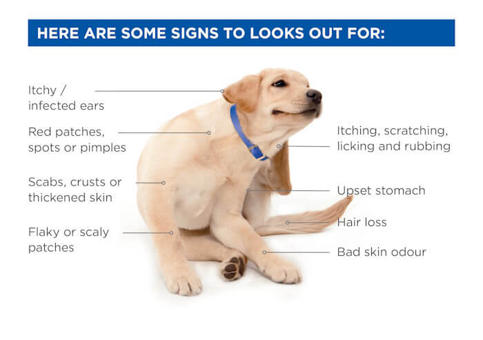 skin problems dog