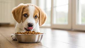 puppy dog food