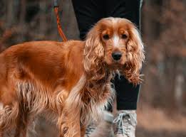 DOG COAT HEALTHY