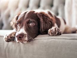 5 ways your dog is bored