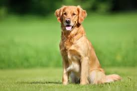 golden retriver sensitive food issue