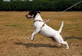 dog pulling leash