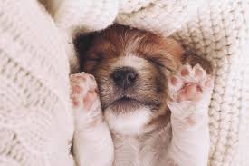 puppy sleeping
