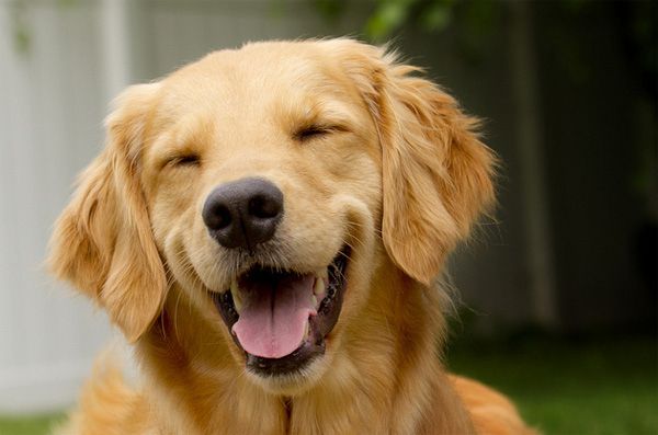OMEGA 3 DOGS