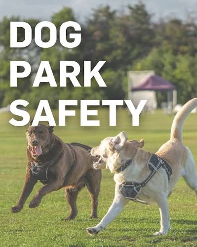 dog park safety