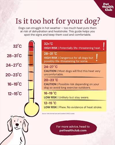 prevent heat stroke dog